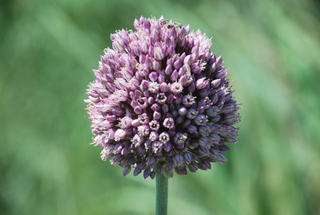 Allium ampeloprasum / Porraccio